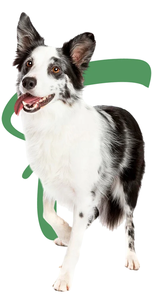 A black and white dog stands in front of a green letter F