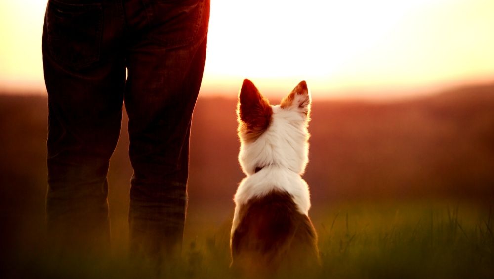 A person and a dog sit in a grassy field at sunset, looking out at the horizon.