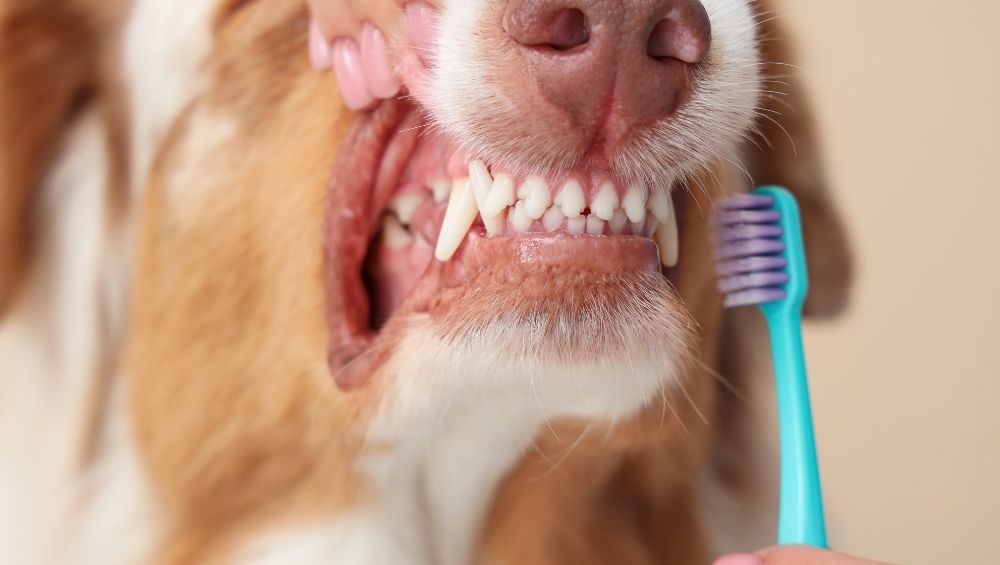 A close-up shot of a dog's mouth open, revealing clean white teeth, with a teal toothbrush with purple bristles being held near its gums.